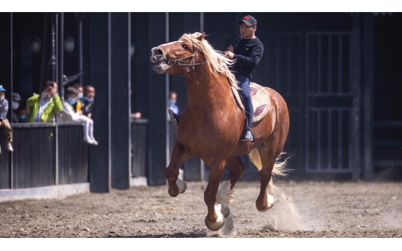 布拉班特馬