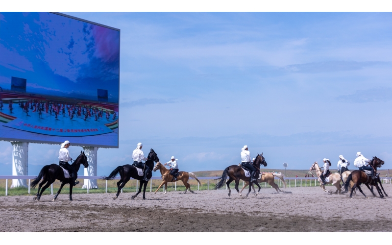 10匹汗血寶馬日行千里 精彩亮相全國民運會賽場