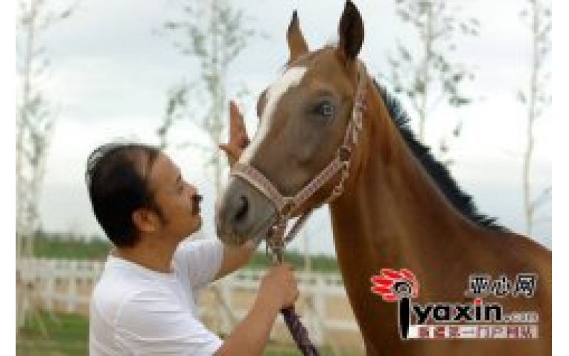 野馬集團(tuán)董事長陳志峰：在新疆哺育汗血寶馬